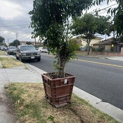 Plant For Sale
