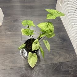 Syngonium Plant In Pot Indoor Super Pretty 