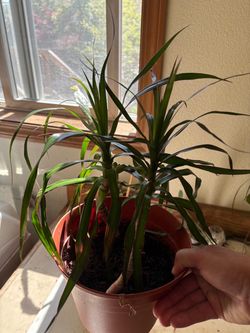 House plant
