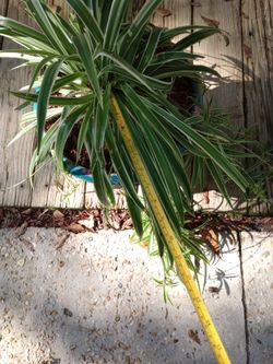 Large Spider Plant! 