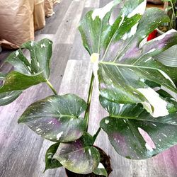 Thai Constellation Monstera Big Mature Leaves 18”-24” Tall Indoor Rare Plants 