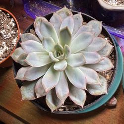 4in Succulent 