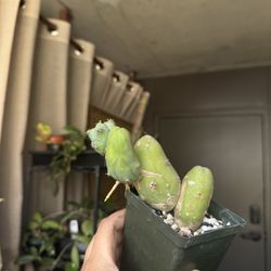 Trichocereus bridgesii monstrose - Cactus - 4” Pot Rooted In Soil