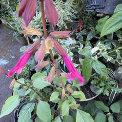 Salvia 