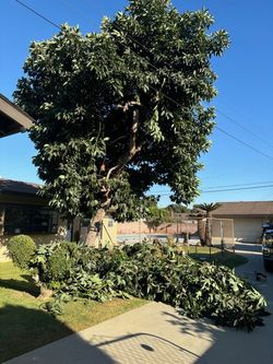 Tre Trimming / Stump 