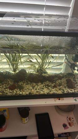 Fish tank