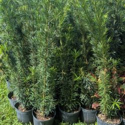 Podocarpus About 7 Feet Tall Privacy Isolate Your Home From Noisy Neighbors Minimum Order 30+