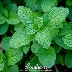 Menta Piperita