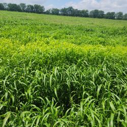 Sudan Hay Rolls ( Prime Forage  For Cattle )