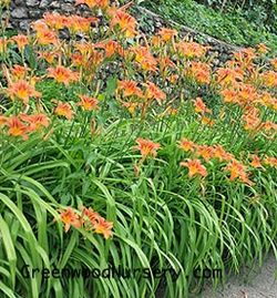 Orange Daylillies