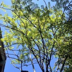 Jacaranda tree (young)
