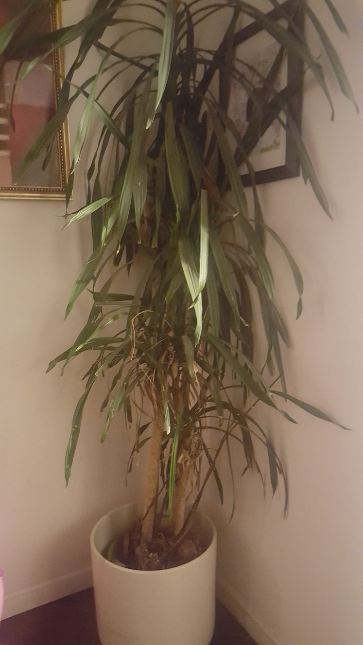 Over 7ft Plant