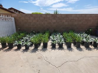 HUGE PLANT SALE