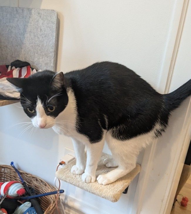 Cat Step/Cat perch/Cat Shelf- Set Of 4 