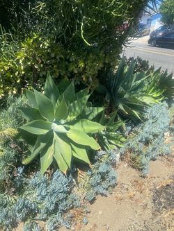 Succulent plants