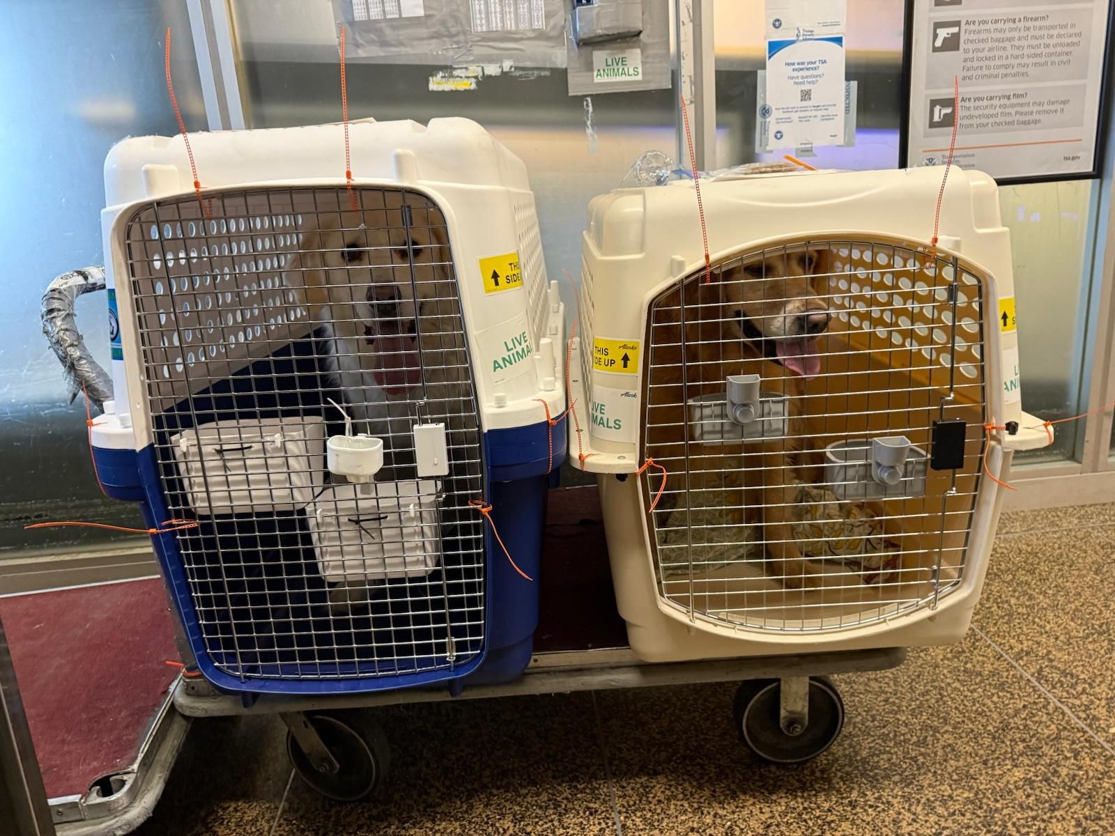 Pet Crate For travel