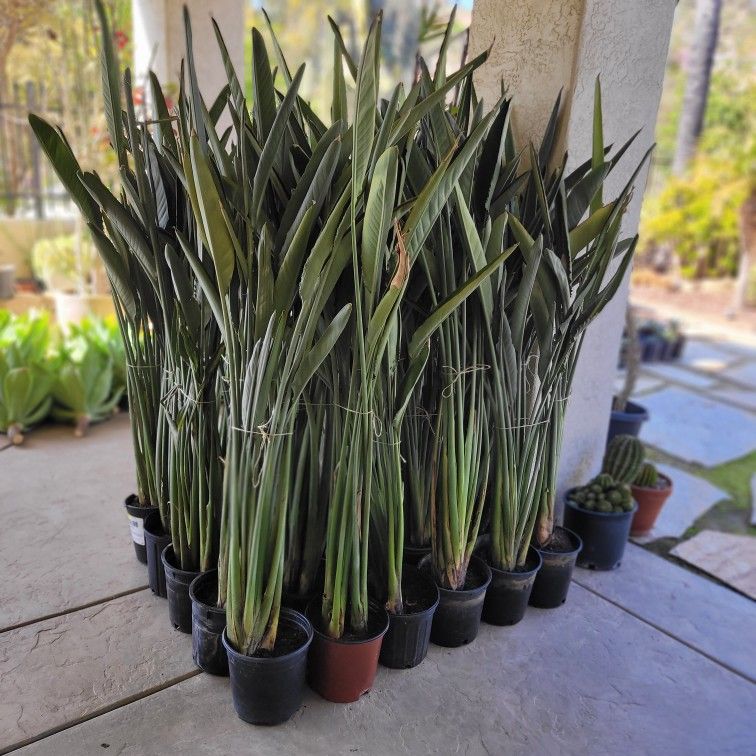 Bird of
 Paradise in 3 gallon containers, only 6 left.