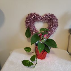 Beautiful Trailing Pothos For Valentine's Day