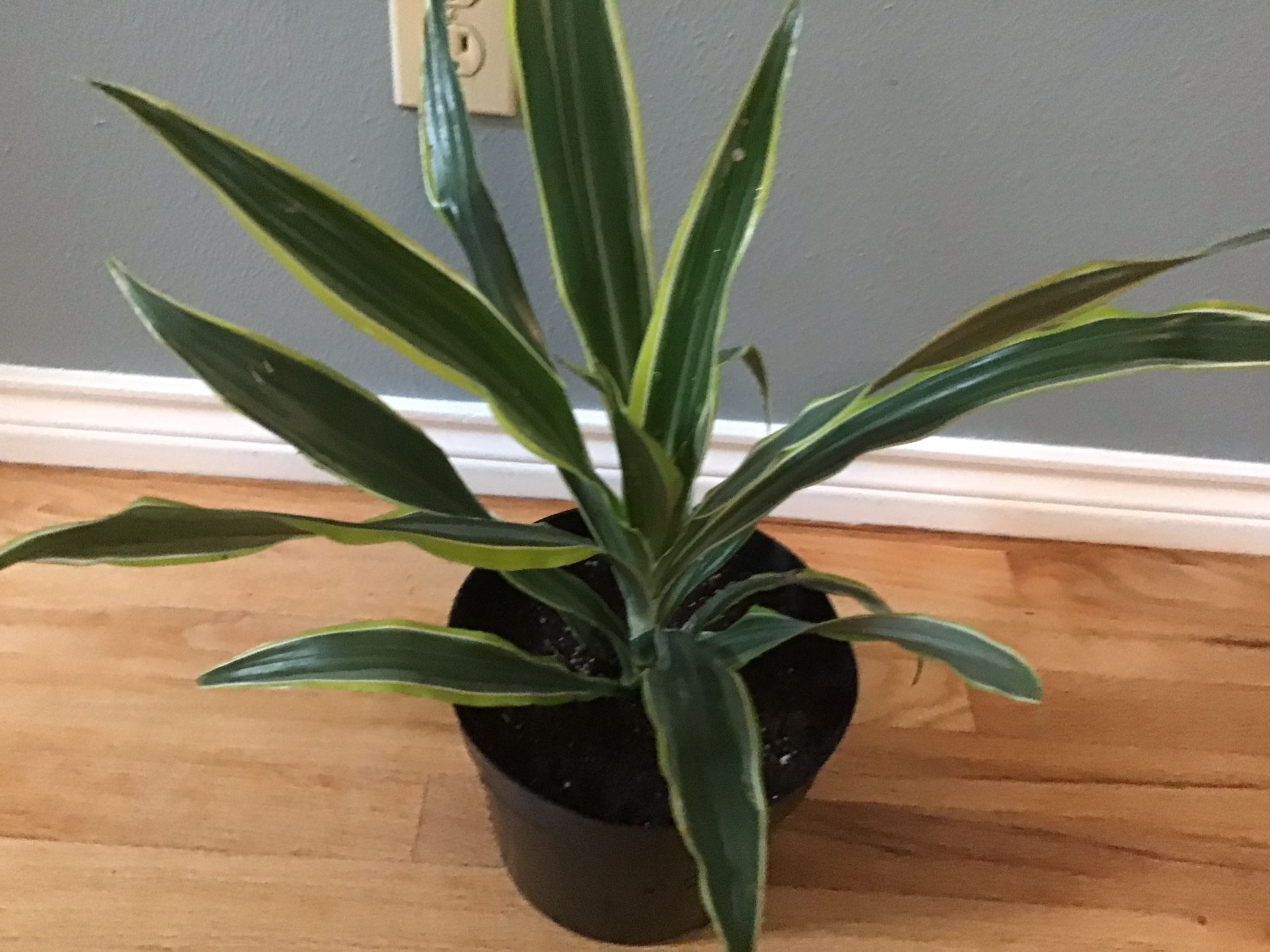 Plant