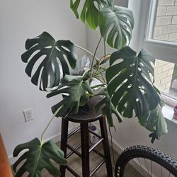 Monstera Plant And Stool