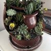Sunshine Succulents 