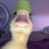 Duck!