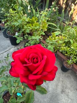 ‘Kardinal’ Red Rose plant