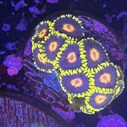 Zoa Colony Display Decor