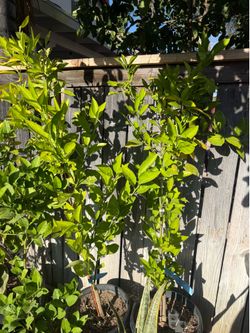 Washington orange tree