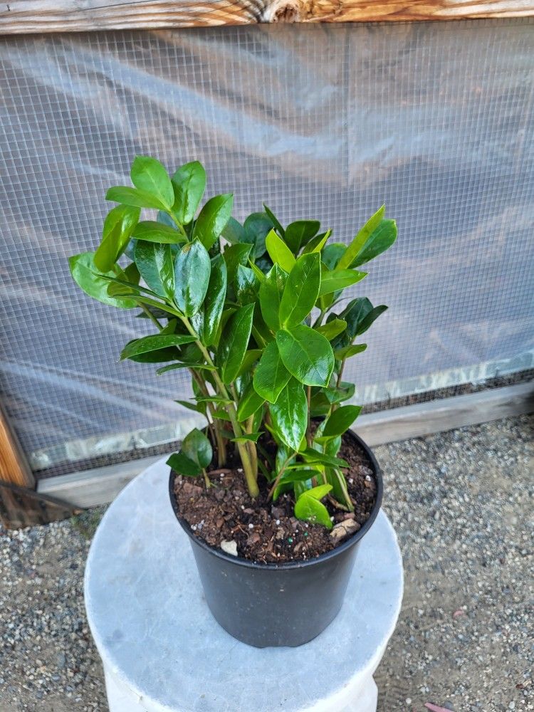 Zz Plant 8" Pot