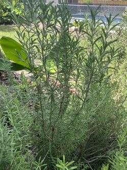 Rosemary Cuttings