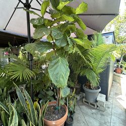 Fig Tree