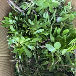 Succulents Cuttings 