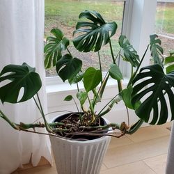 HUGE Philodendron Monstera Indoor Plant