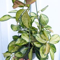 Hoya Australis Lisa Plant 6" Pot - Indoor House Plants