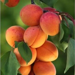Grafted   Apricot, Plum, Peach, Pear, Nectarine, Apple, Cherry, Avocado, Guava   Trees