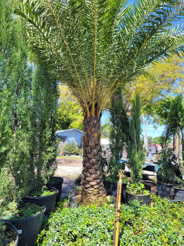 Sylvester Palm