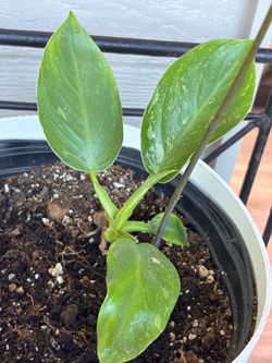 Variegated Philodendron Jose Buono