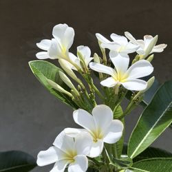Plumeria Cuttings Singapore White