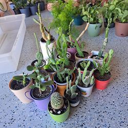 Cactus-succulent Plants $5-$10 Each 