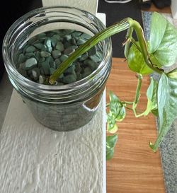 Golden Pothos Plant