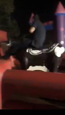 Toro taquiza mesas y sillas mucho más