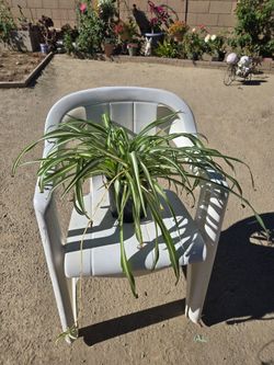 Spider Plant