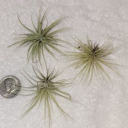 Air PLANTS