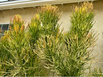 Succulents Plant Cuttings
