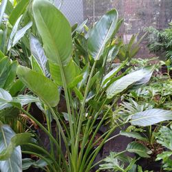 Orange Bird Of Paradise Plants 7gl 🧡$45