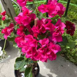 Boganvilia Plant Planta Pink Rosita 