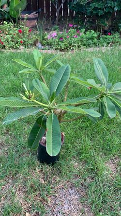 White plumeria