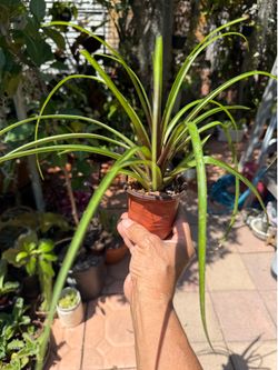 Pink Quill plant (Tillandsia cyanea, formerly Wallisia cyanea)