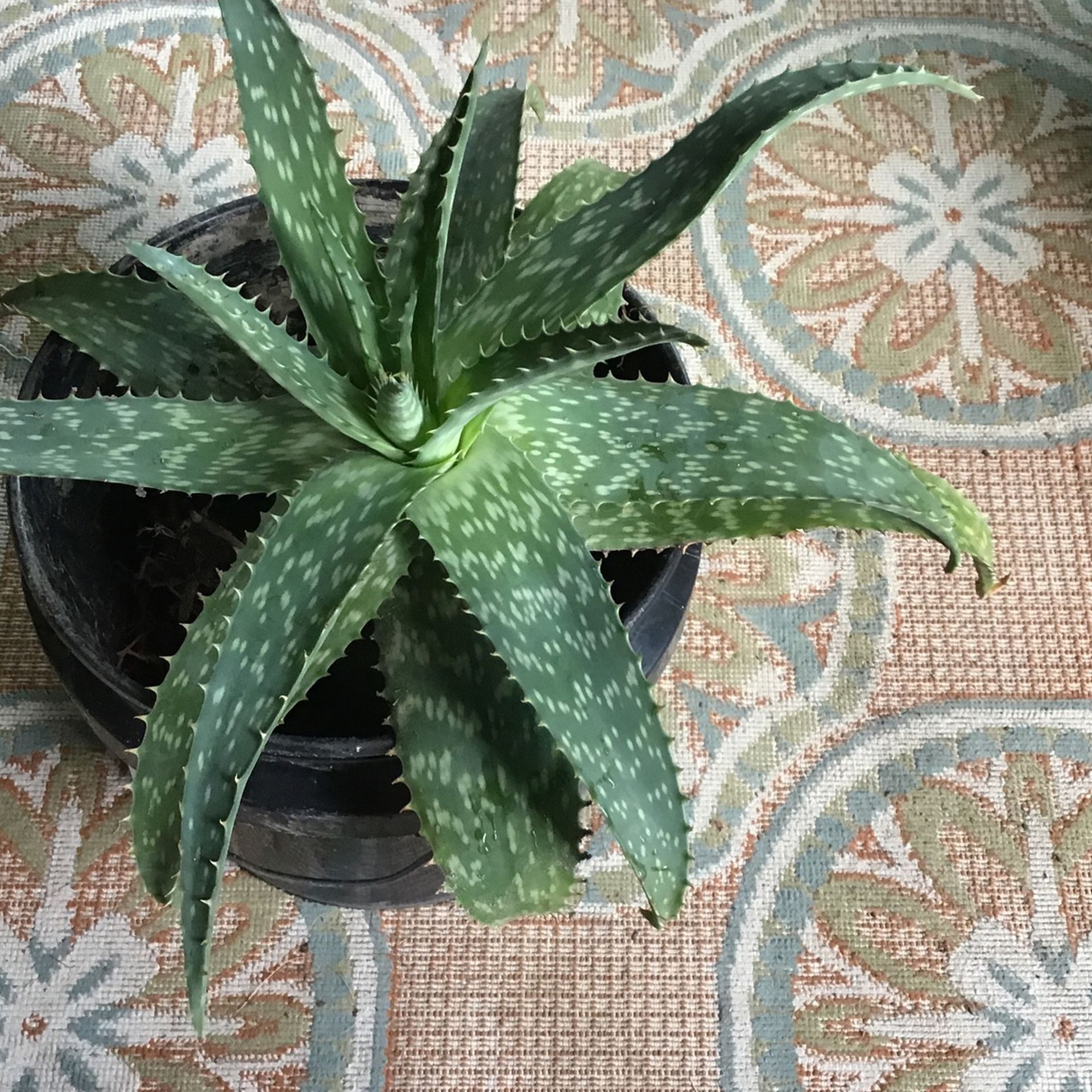 Large Aloe Plant, Plant Only